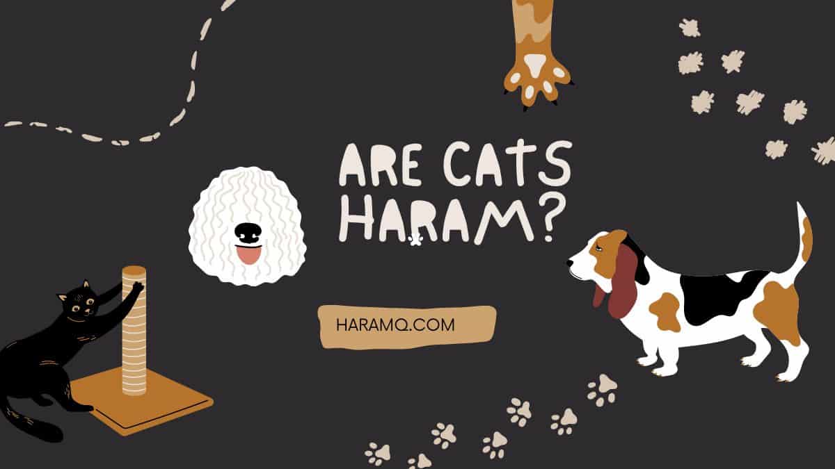 Are cats Haram? To live you must know.