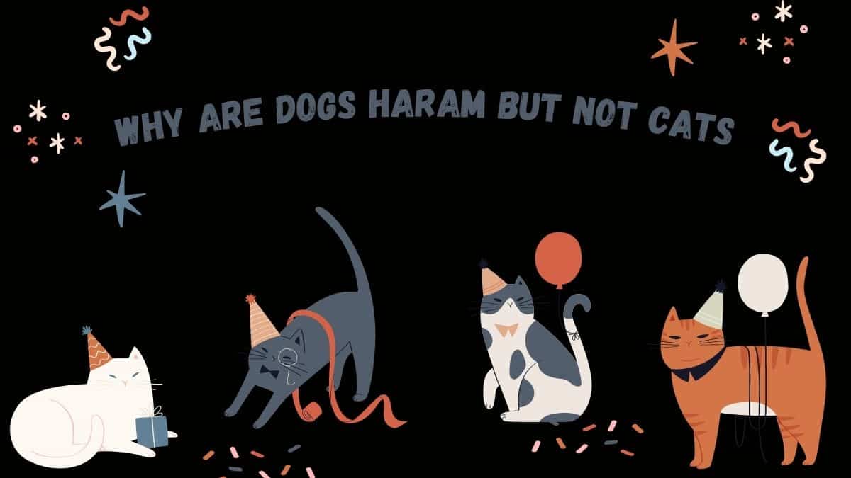Why are dogs haram but not cats